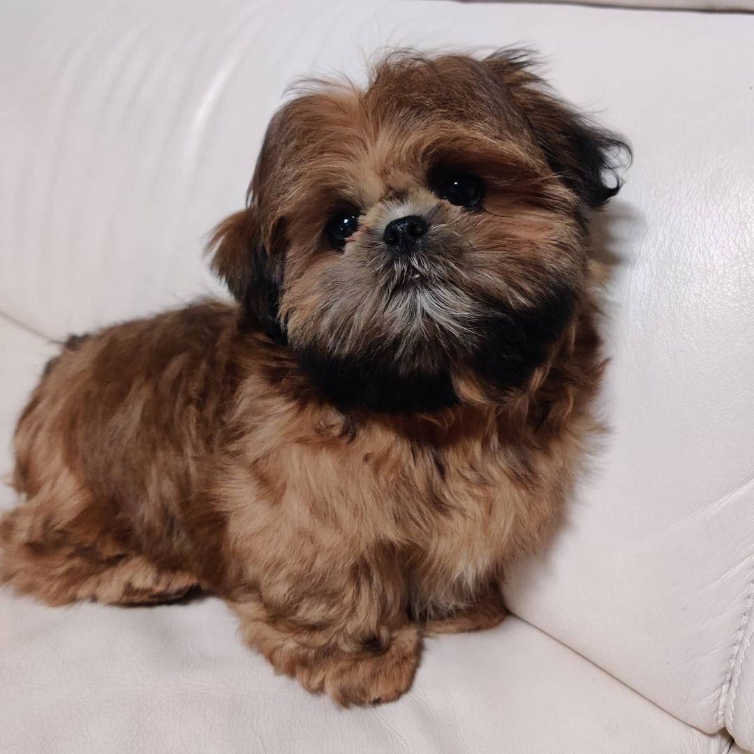 Male Shih Tzus puppy
